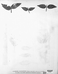 Dothidea maculaeformis image